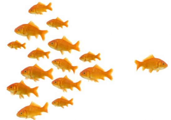 fish Financial Marketing Research Business